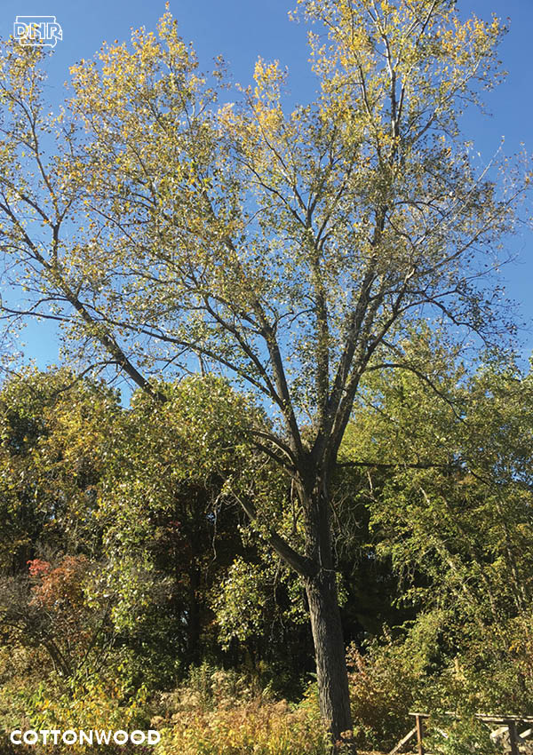 Cottonwood is a great tree to plant if you're looking for a tree that grows quickly | Iowa DNR